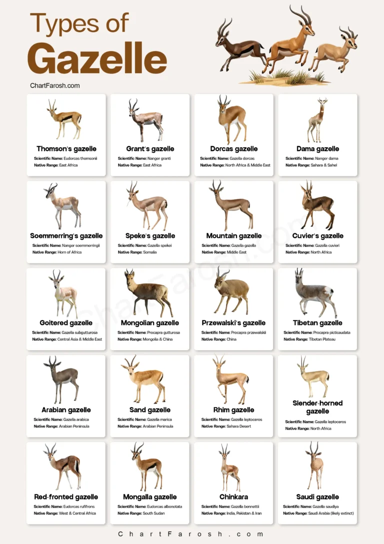 Gazelle comparison chart — preview sample
