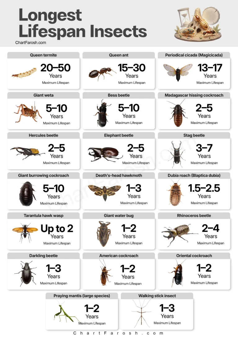 Insects comparison chart — preview sample