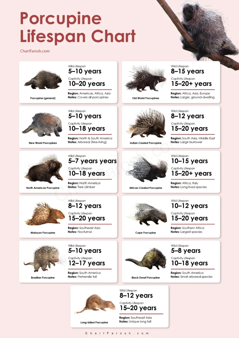 Porcupine comparison chart — preview sample