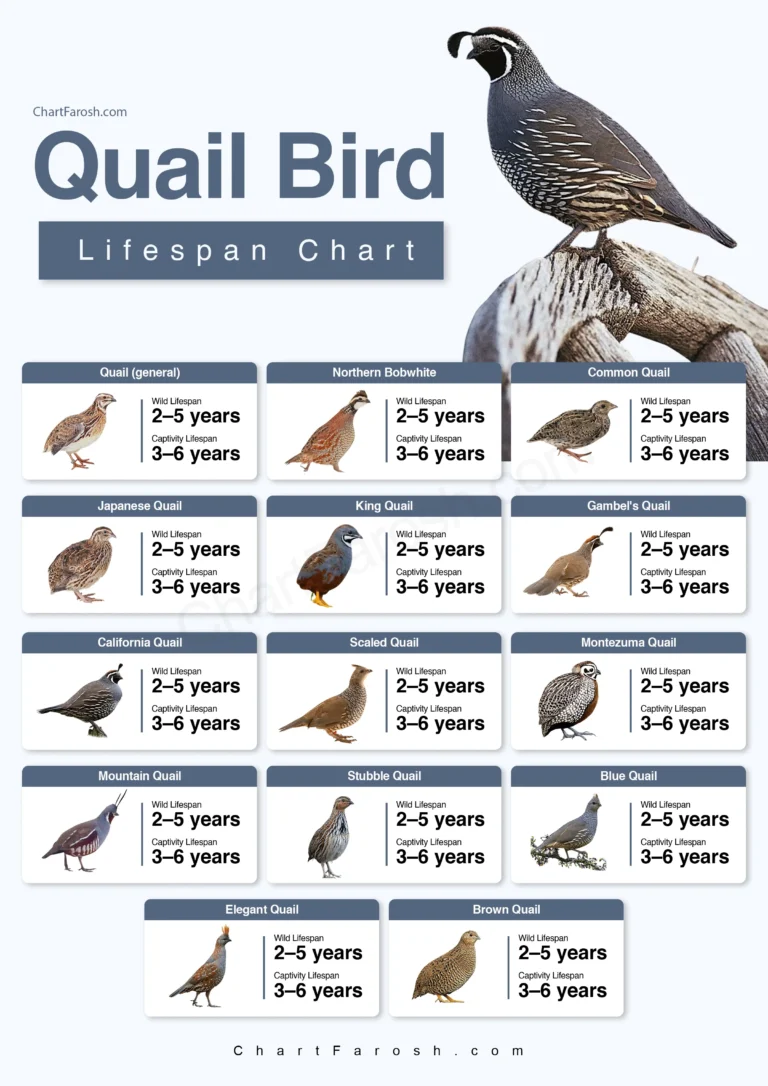 Quail comparison chart — preview sample